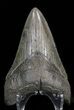 Lower Megalodon Tooth - South Carolina #39966-2